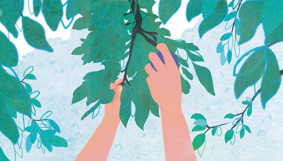 yasmine gateau, XXI, illustration, editorial illustration, little land, ikaria